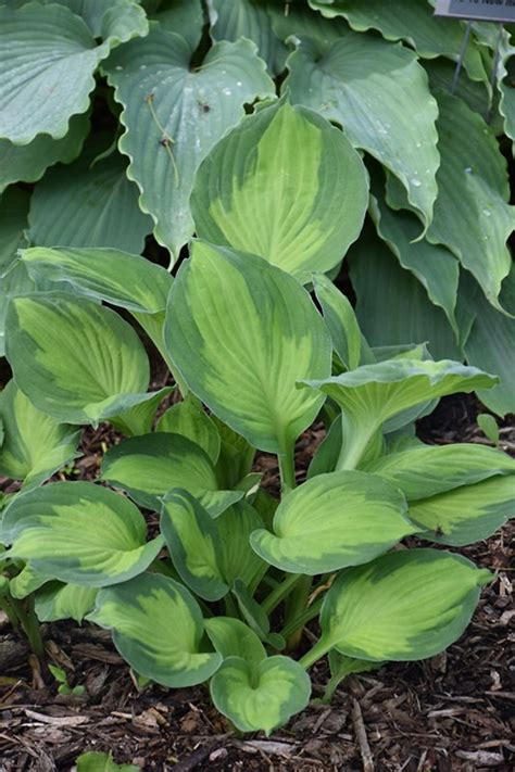 Hosta Captain Kirk — The Cottage Gardens Lansing