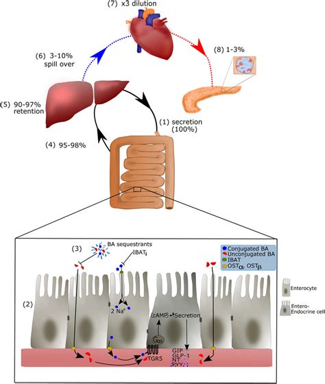 Proposed Model Of Bile Acid Stimulated Secretion Of Appetite And