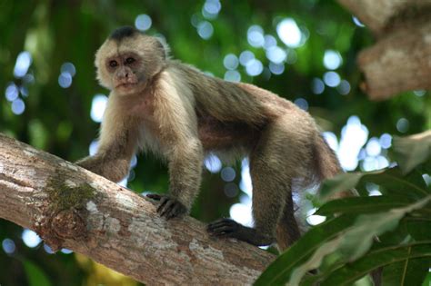 Free Picture Monkey Primate Wildlife Jungle Tree Cute Rainforest