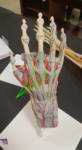 Upper Extremity Flashcards Quizlet