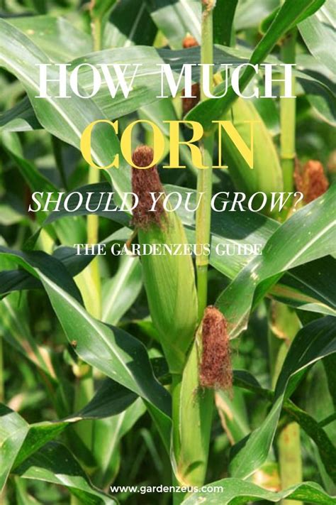 According to the us census about 70 percent of homes have a mortgage and 30 percent do not. GardenZeus Quick Tips: How Many Corn Plants Should I Grow ...
