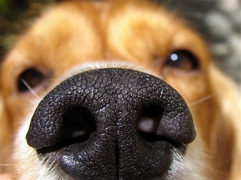 A Closer Look At Your Dogs Most Useful Feature His Nose The
