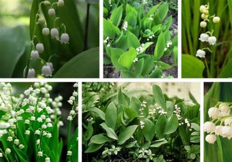 Lily Of The Valley Benefits Benefits Of Lily Of The Valley Herb
