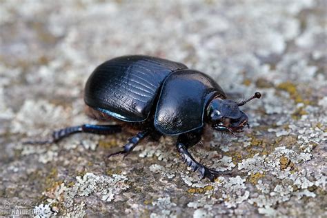 Dung Beetle Photos, Dung Beetle Images, Nature Wildlife Pictures ...