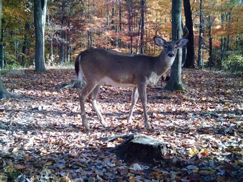 Whitetail Deer Flickr