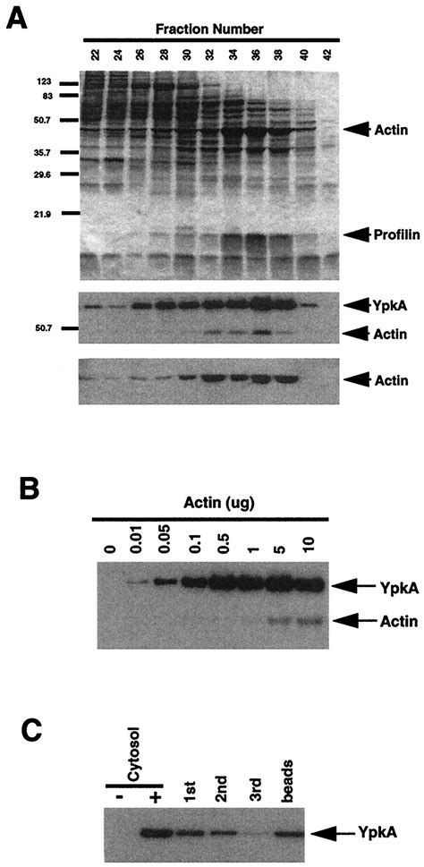 A Distinctive Role For The Yersinia Protein Kinase Actin Binding
