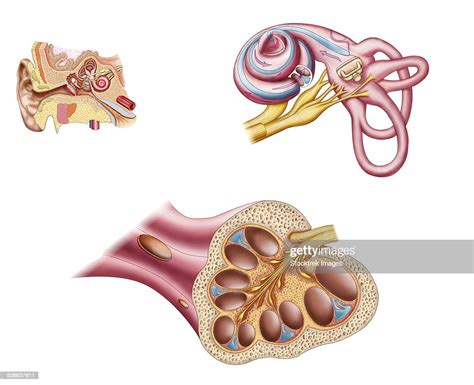 Anatomy Of The Cochlear Duct In The Human Ear High Res Vector Graphic