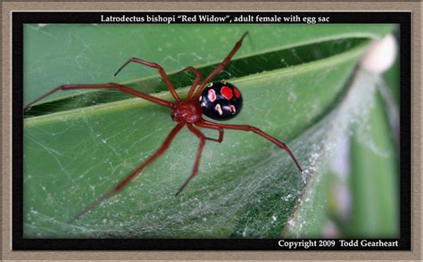 Lbishopif6 Latrodectus Bishopi Red Widow Adult Fema Flickr