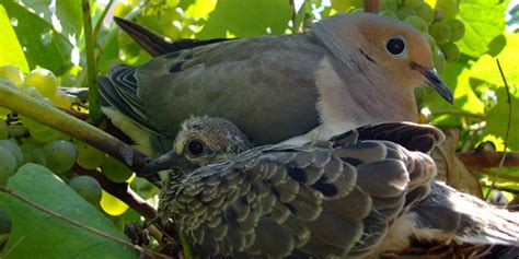 Grenada Dove Sanctuary Saint Georges