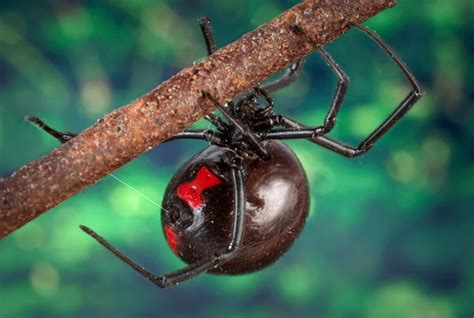 First Aid For Black Widow Spider Bite Symptoms And Treatments