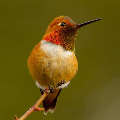 Rufous Hummingbird Nature Companion