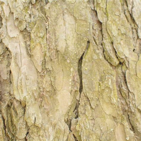 Beautiful Structure Of The Bark Of A Large Tree Close Up Stock Photo