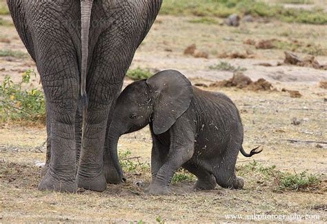 Newborn Elephant Trying To Find His Feettaken At Amboseli National