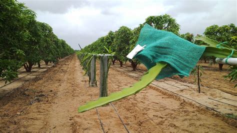 Browse 110 dragon fruit tree stock photos and images available, or search for dragon fruit plant to find more great stock photos and pictures. Dragon Fruits Galore: Dragon Fruits in Gujarat, India