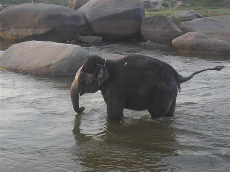 To use this video in a commercial player or in broadcasts, please email www.youtube.com.+++++baby elephant bathing double trouble+++made by claus jørgensen in thailand +++ayutthaya elephant palace royal kraal+++www.youtube.com Bathing Elephant - India Travel Forum | IndiaMike.com