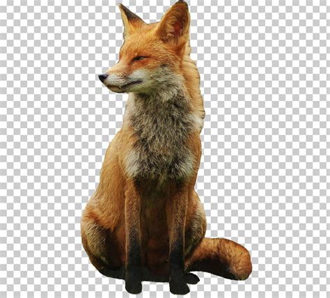 Save your drawings and graphics as png images to improve file quality and shareability. Fox PNG, Clipart, Fox Free PNG Download