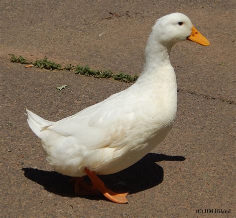 White Pekin Duck Taken At Riverfront Park In Pottstown Pa On June 2