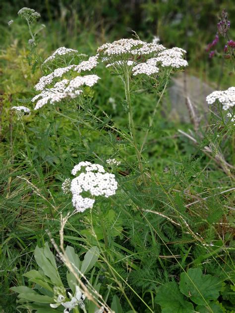 Pull plants by hand or apply a postemergence herbicide once it grows. identification - What's this white flower? - Gardening ...