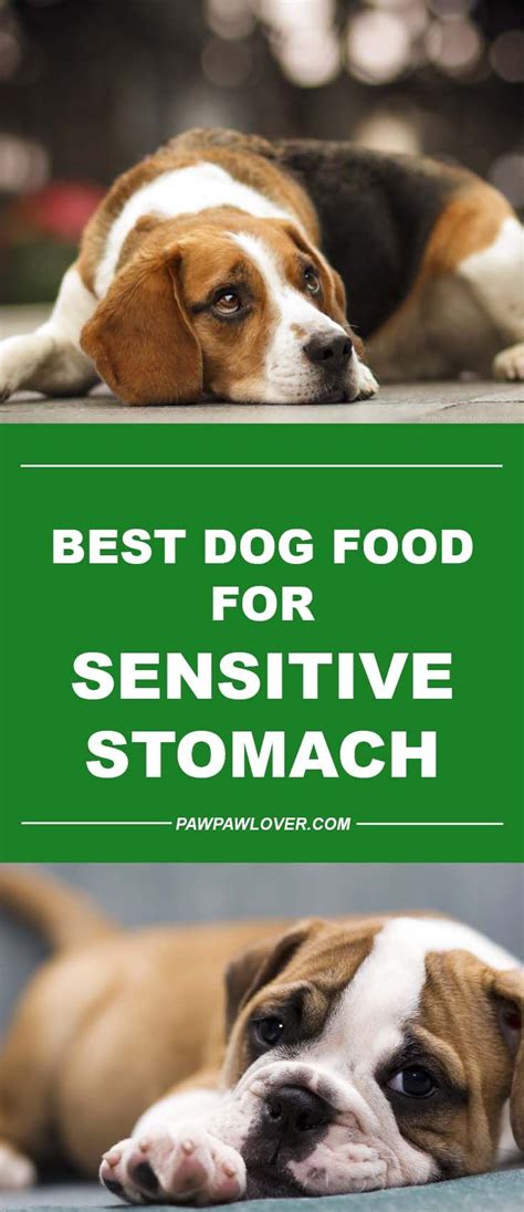 Not only is it higher in moisture which helps with digestion, but it is also higher in protein and contains a more limited list of main ingredients. Best Dog Food For Sensitive Stomach & Diarrhea (Canned ...