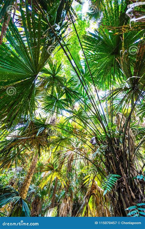 Palm Tree In Tropical Rainforest Stock Image Image Of Foliage Green