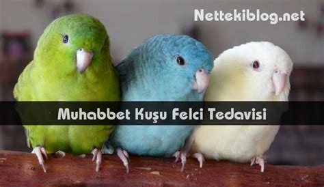 Muhabbet Kuşu Felci Tedavisi Netteki Blog