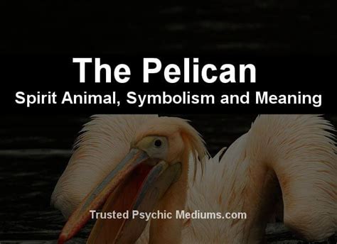 The Pelican Spirit Animal A Complete Guide To Meaning And Symbolism