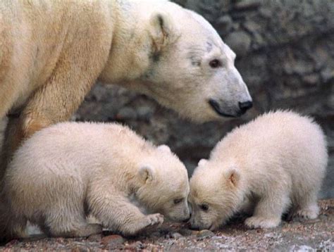 Polar Bear And Baby Twin Ijsbeer Polar Cub Polar Bears Baby Animals