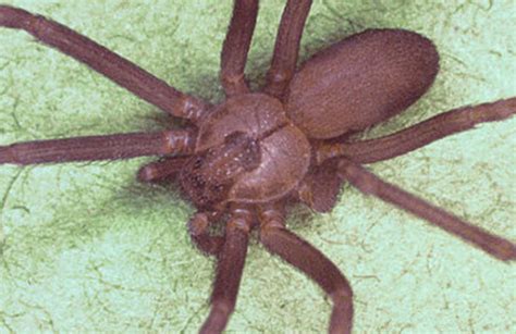 Dangerous Brown Recluse Spiders Found In Unexpected Place Recluse