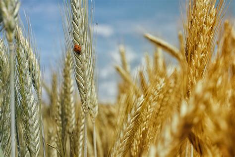 Shavuot The Feast Of Weeks An Earthly And Spiritual Harvest Chosen
