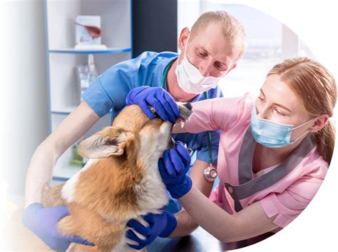 Dental Consulting Midwestern Veterinary Dentistry