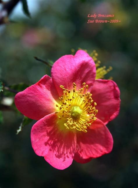 Hybrid Sweetbriar Rose Rosa Lady Penzance In The Roses Database