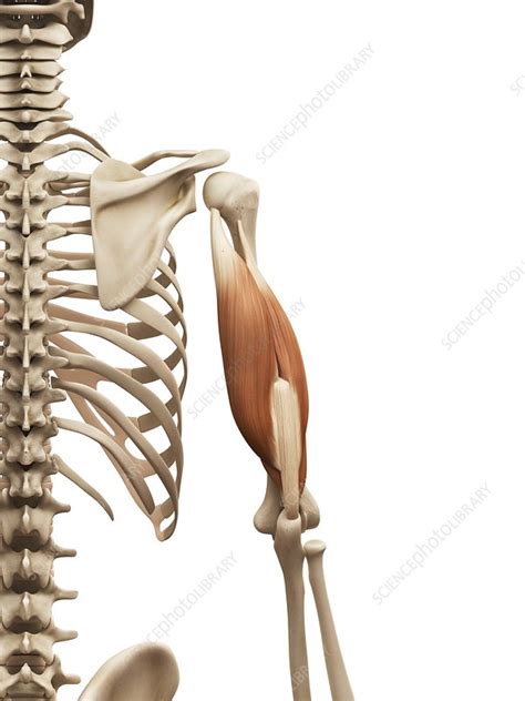 Arm Muscles Illustration Stock Image F0127844 Science Photo Library