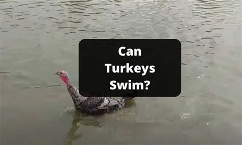 Can Turkeys Swim Some Interesting Fun Facts About Turkeys Animalblink