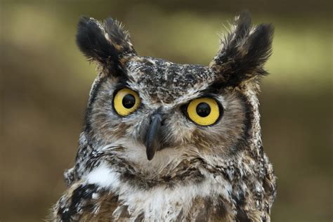 Great Horned Owl Facts Critterfacts