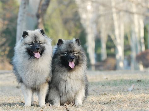 Two Cute Keeshond Dog Photo And Wallpaper Beautiful Two Cute Keeshond