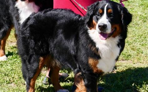170 Short Haired Bernese Mountain Dog Stock Photos Pictures And Royalty