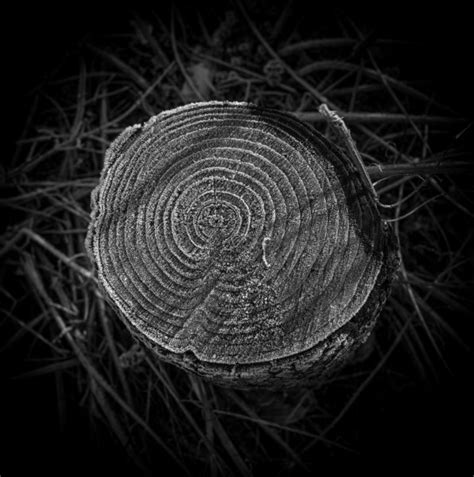 Photographic Series 17 Stumps 3 By Christopher John Ball