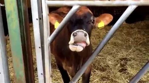 mad cow lick youtube