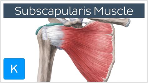 Subscapularis Muscle Origin Insertion Innervation Action Human Anatomy Kenhub Youtube
