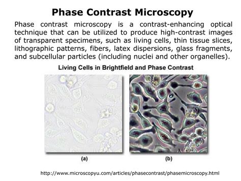 Ppt Lecture 2 Optical Microscopy Powerpoint Presentation Free