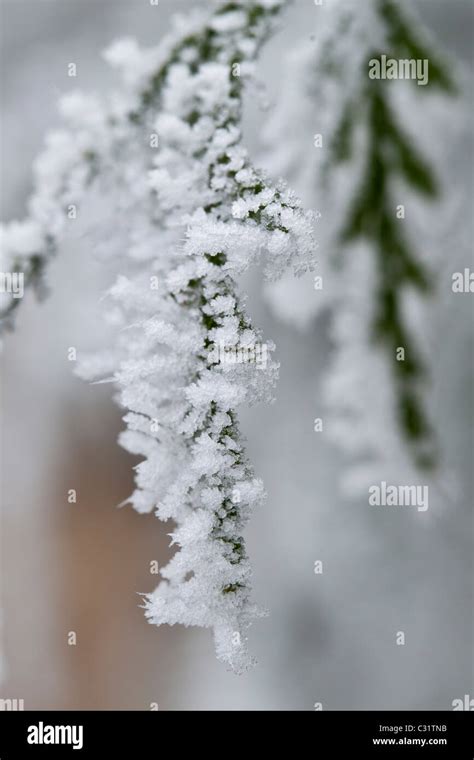 Winter Scene Hoar Frost On Fir Tree In The Cotswolds Uk Stock Photo