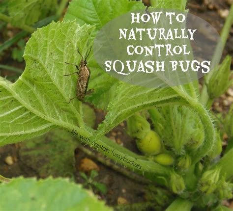 While there is no wrong way to do it, i. How To Naturally Control Squash Bugs