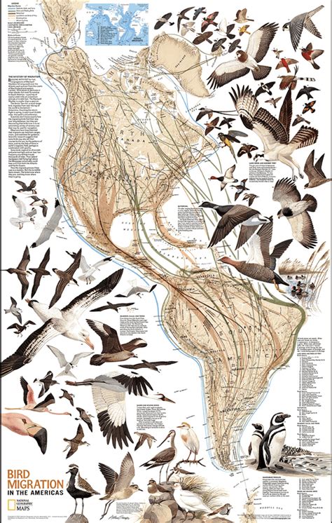 Mesmerizing Maps Of Bird Migration National Geographic Education Blog