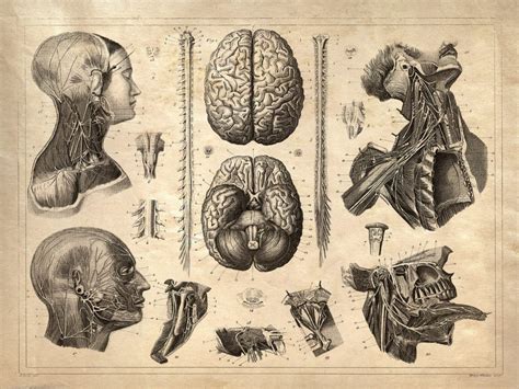 Anatomy art by leonardo da vinci from 1492. Examples of Stunning Vintage anatomy