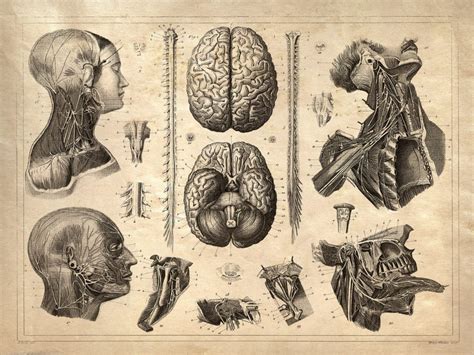 These would be great for using in your spooky halloween projects or designs! Examples of Stunning Vintage anatomy