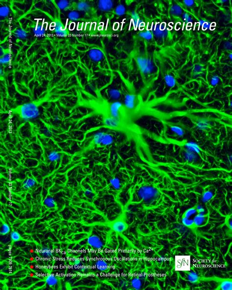 About The Cover — April 24 2013 33 17 Journal Of Neuroscience