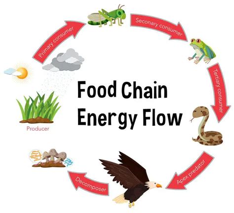 Food Chain Facts For Kids All You Need To Know 2022