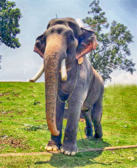 Kerala Elephants Images Kerala Elephants Wallpapers Hd Kerala