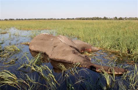 Mass Elephant Die Off Botswana Causes Consequences And Solutions