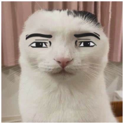Cat Serious Face Meme